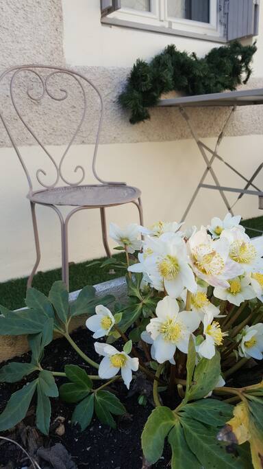 Petites terrasse et ces fleures de jardin de saison