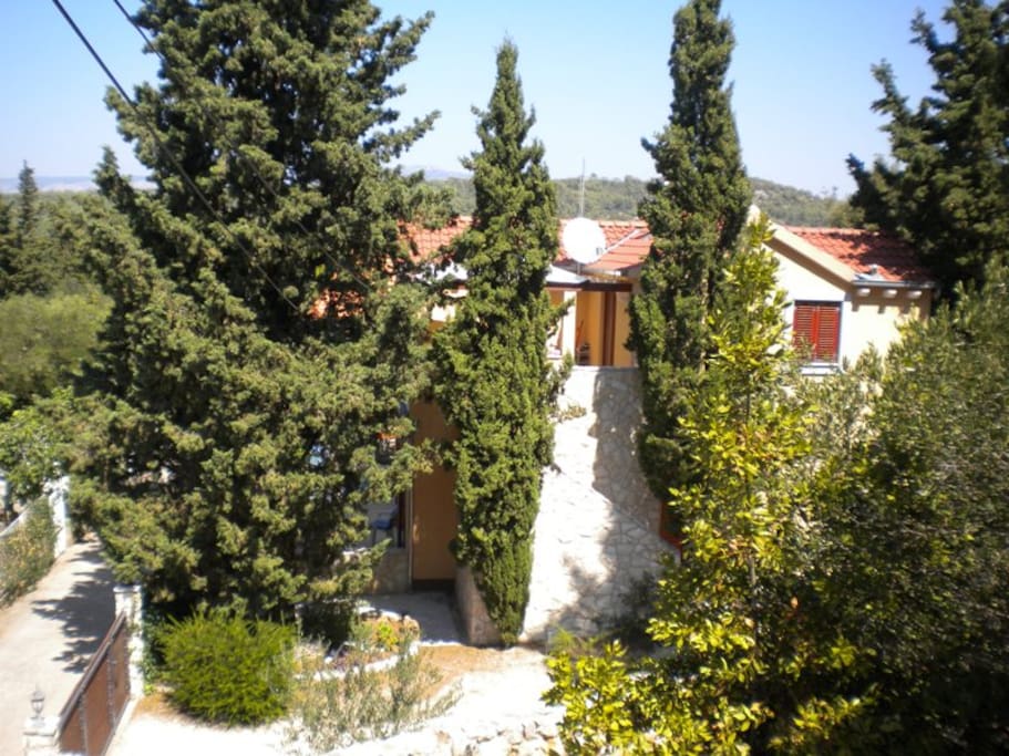 The houses is among old and high cypress