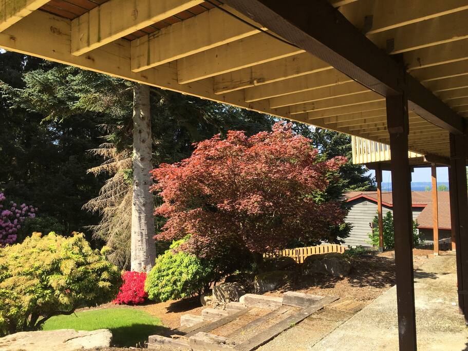 Backyard- View from entrance to the apartment