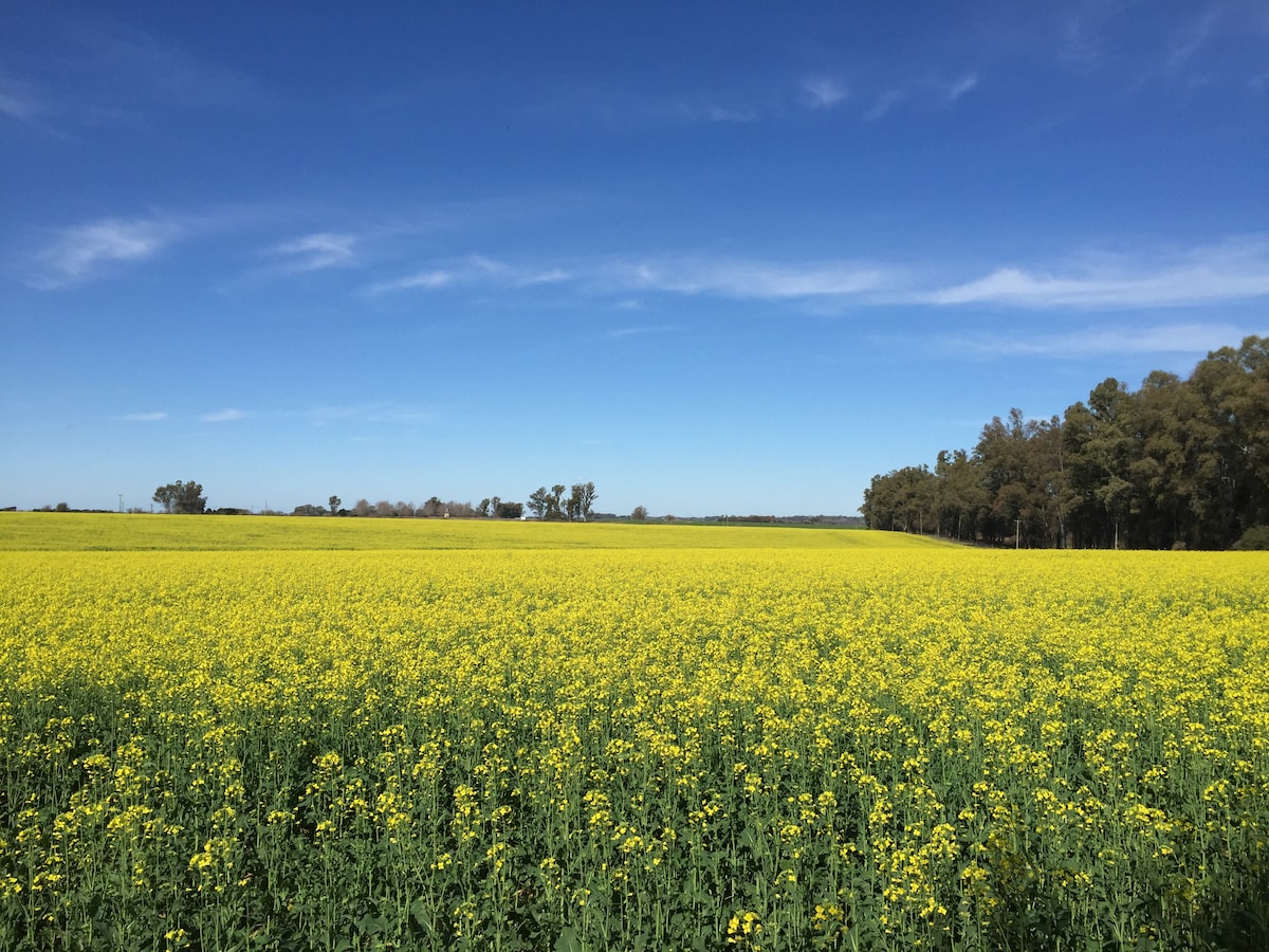 A vast field of bright yellow flowers stretches under an expansive blue sky, dotted with a few wispy clouds. A tree line is visible on one side, providing a natural contrast to the vibrant field.