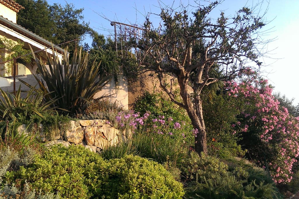 View of the garden from the driveway