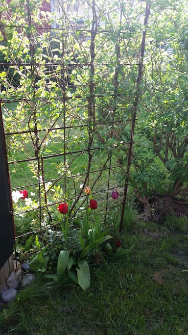 Lush greenery /Lummig grönska