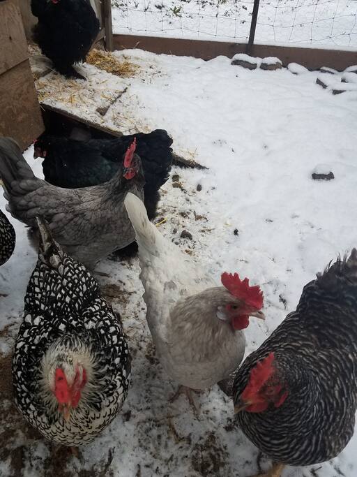Fresh eggs from the ladies