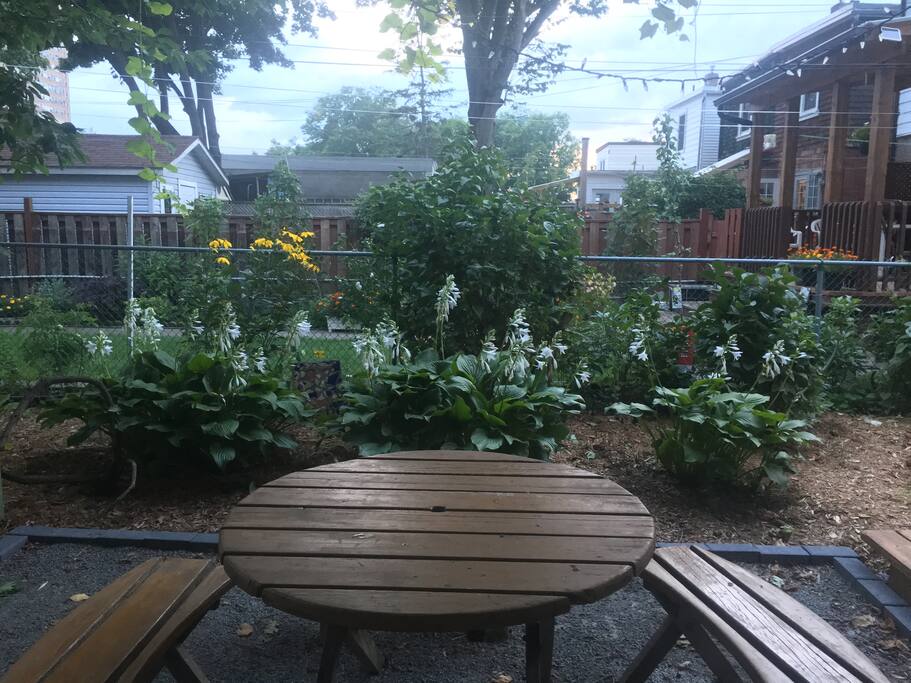 Our backyard