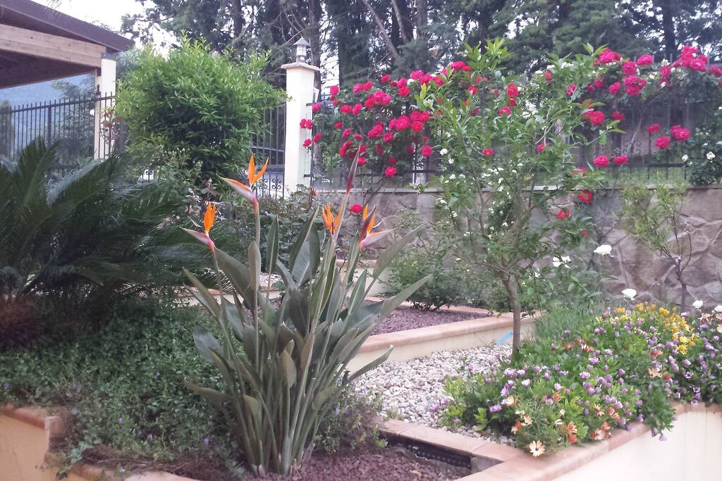 Giardino
