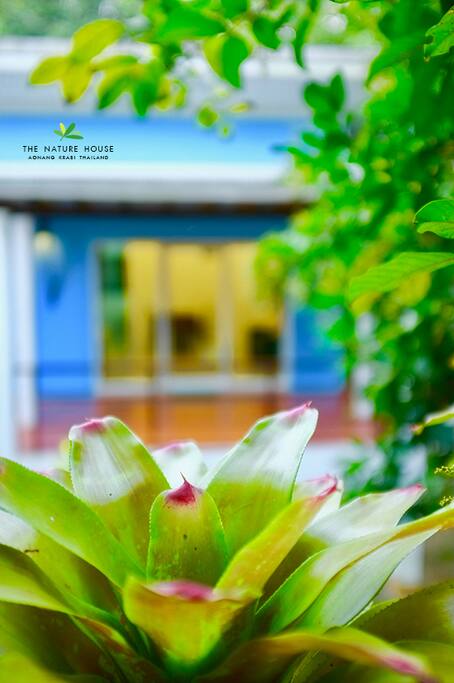 The Nature House Aonang Krabi Thailand : Baan Maprao