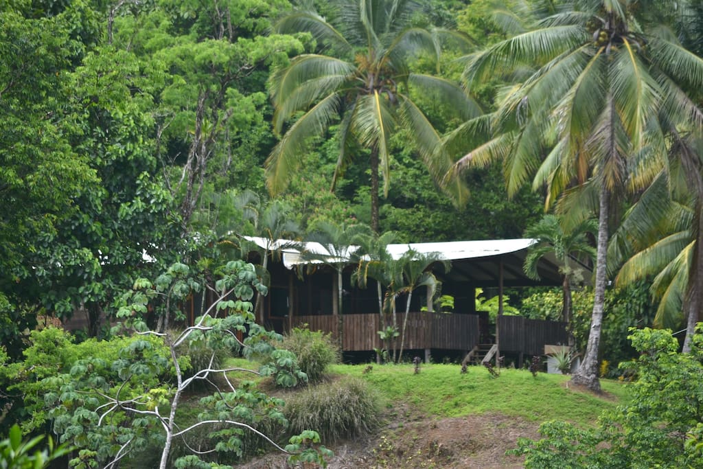nestled in the rain forest