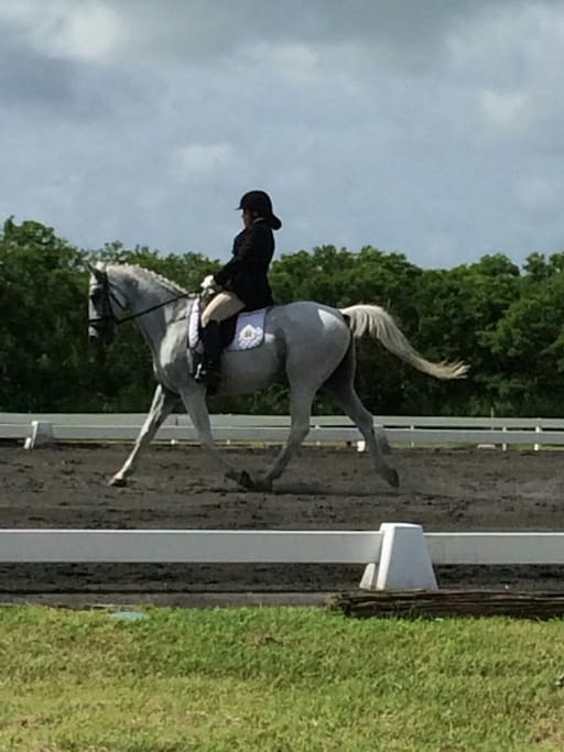 Empress Roli repping Jahworks on Moses at the FEI World Dressage Challange cup 2016 she made us proud with a 3rd placing.