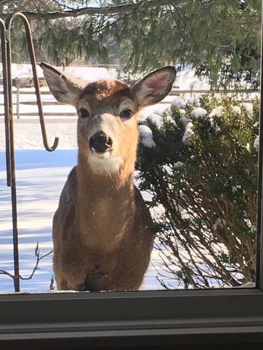 She may peek in the window during your visit if you are lucky!