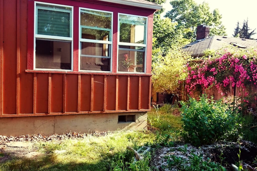 View of your room windows from garden, hanging rose bush, garden beds. Access is around that corner.