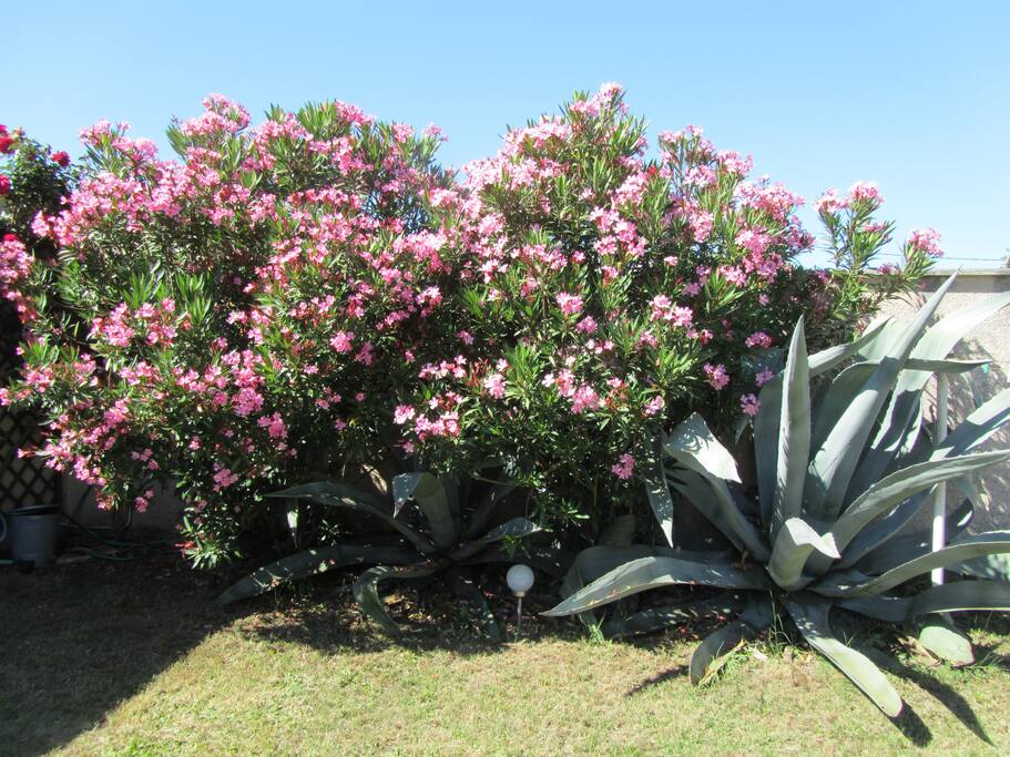 Jardin