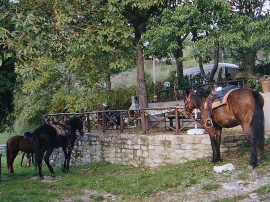 Cavalli in giardino