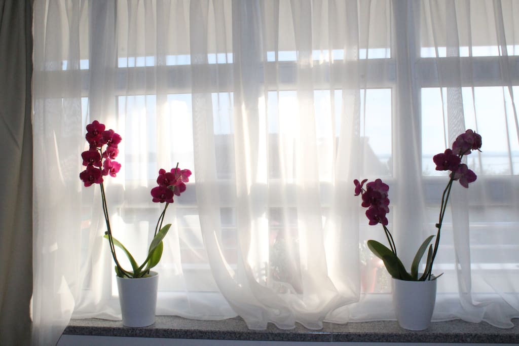 Two orchids on a sunny window