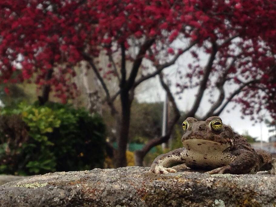 sapo corredor que andaba merodeando.