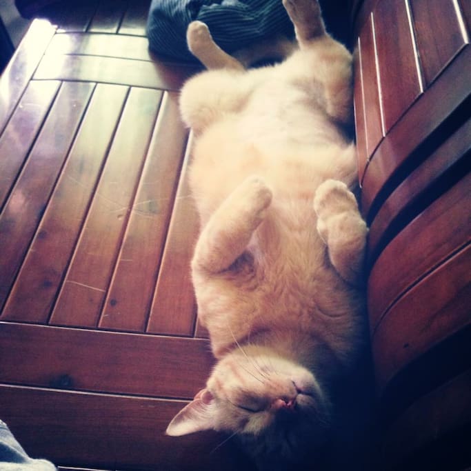 If you like cats,he's so cute!! His name is "kojilo " kind of Japanese name. It means "little second son"