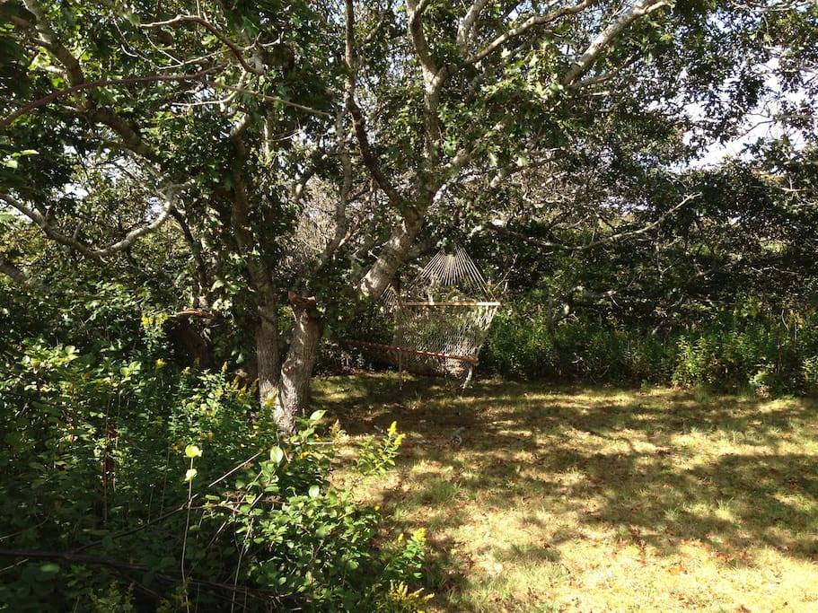 hammock on grounds