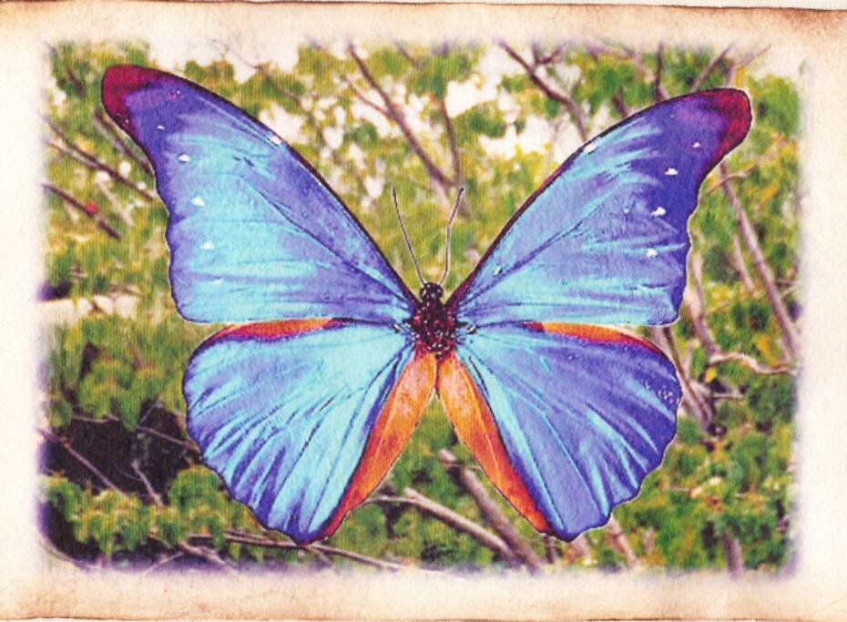 Greetings from Mariposa Azul in Tulum.