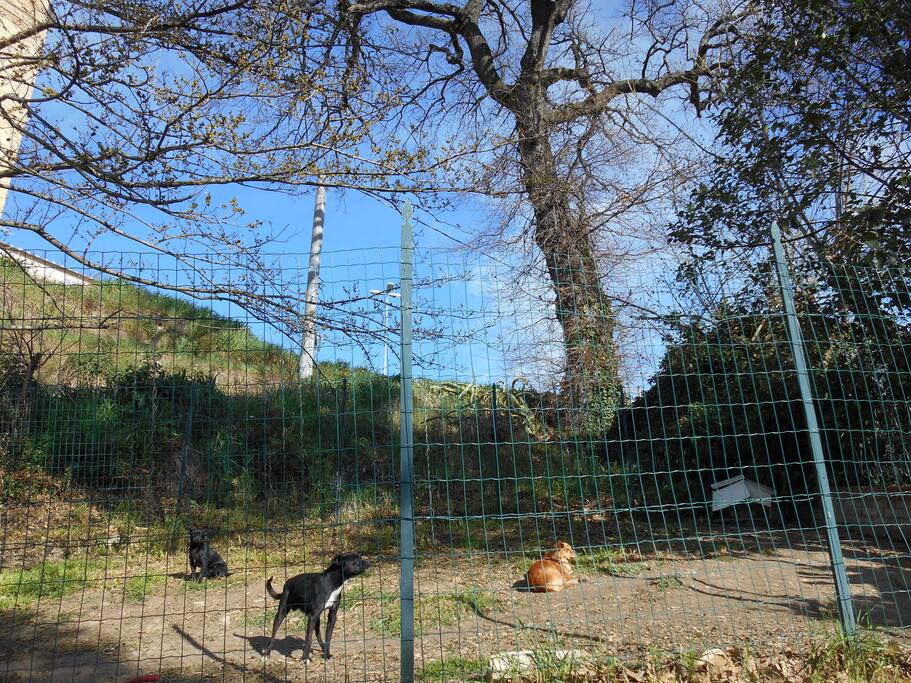 i coniugi MIMETTA e JOVINCO, con il loro bebè BAGGIO.