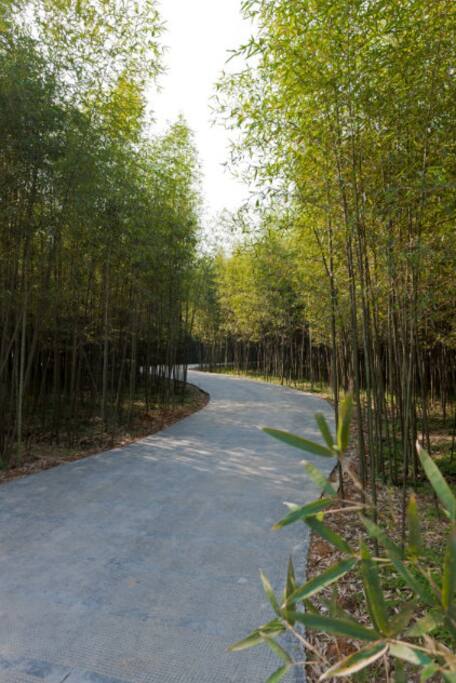 竹荫小道