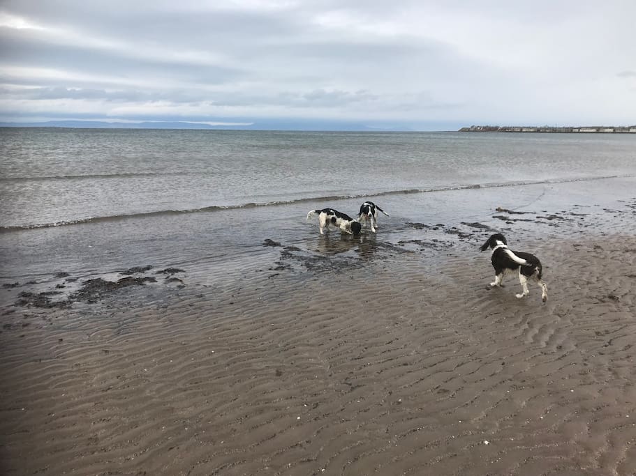3 of our dogs on South Troon Beach