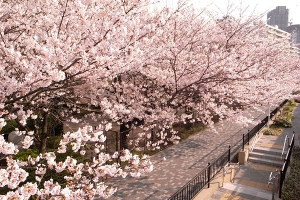 Sumida-gawa terrace near property in spring