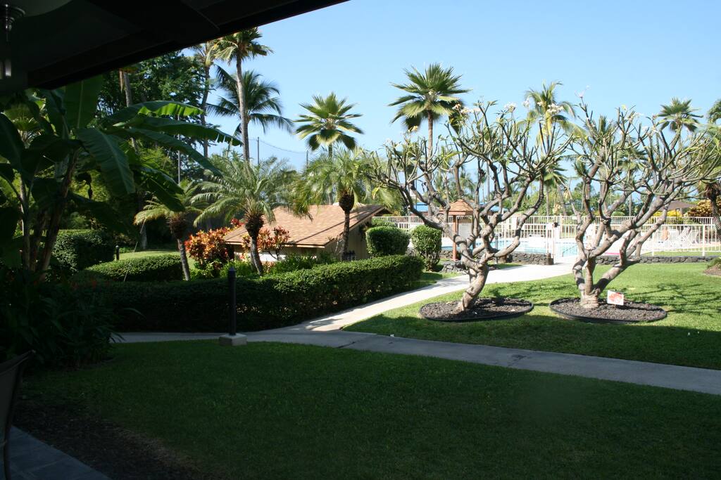 Palm Tree,Tree,Building,Yard,Flower