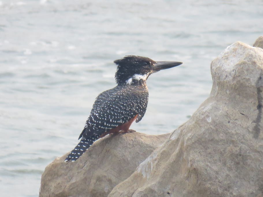Birdwatching from patio