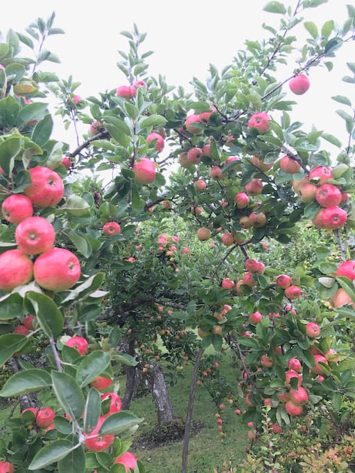 Apple trees in the garden