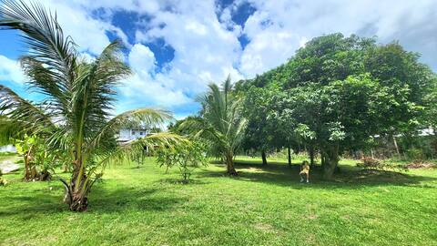 Mango 3 – photo 11