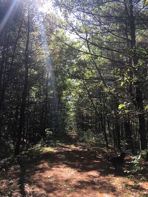 Walking trails behind our home.