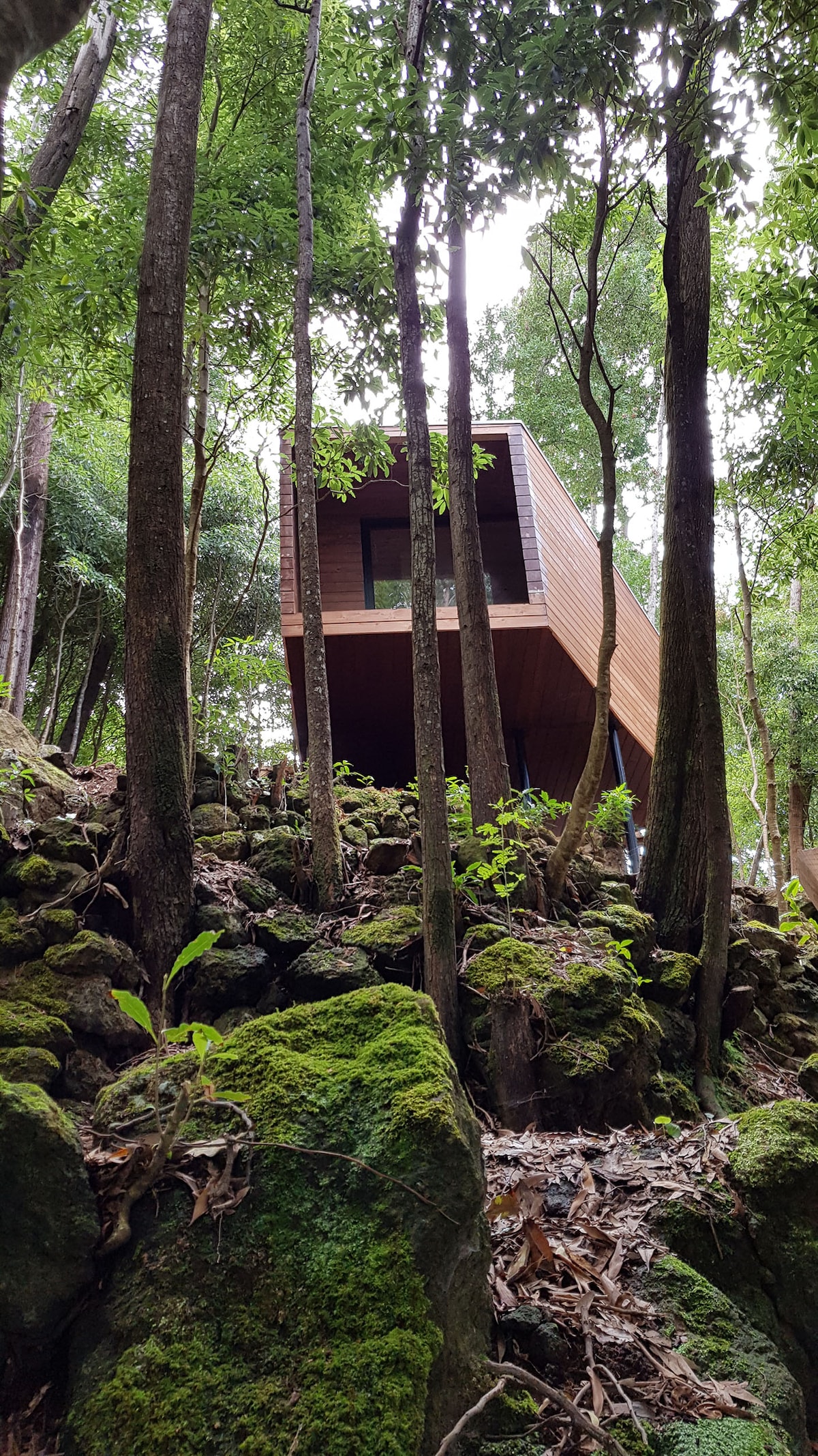 A unique structure is situated amid lush greenery, elevated above the forest floor on rocky terrain. The wooden façade blends with the natural surroundings, and large windows offer views into the forest. The area features moss-covered rocks and densely growing vegetation.