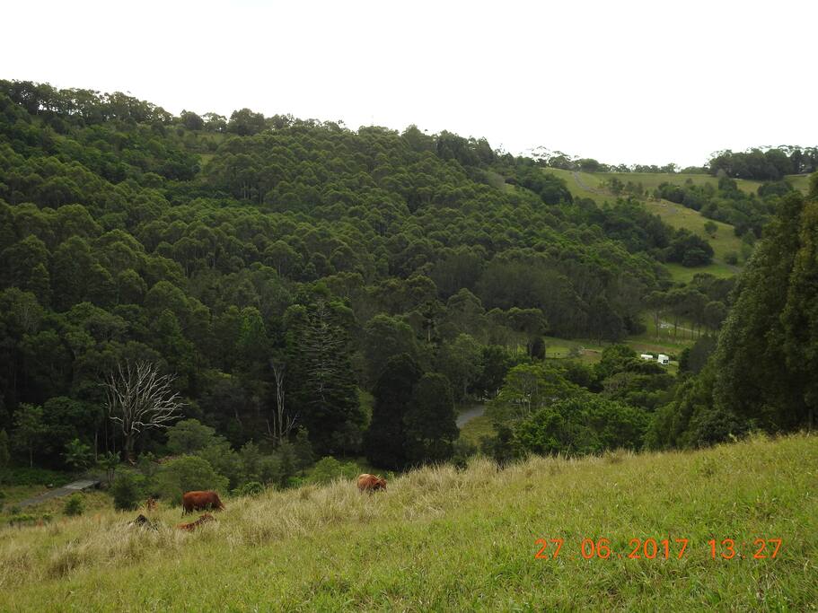 View of farm and forest