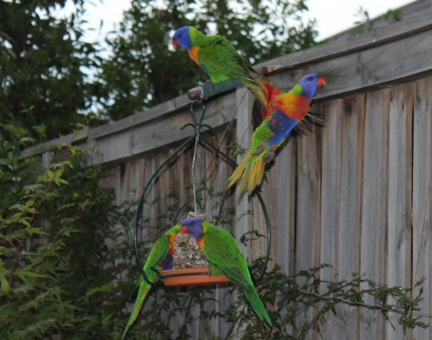 Birds in our garden
