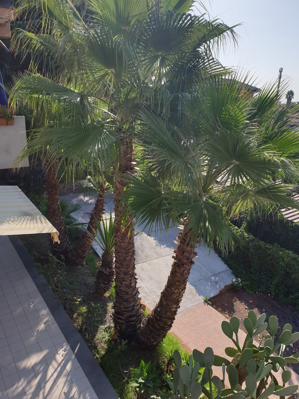 A view from a balcony showcases several tall palm trees, their fronds swaying gently in the sunlight. A stone pathway is visible through lush greenery, bordered by flowering plants and shrubs, adding a touch of nature to the outdoor space.