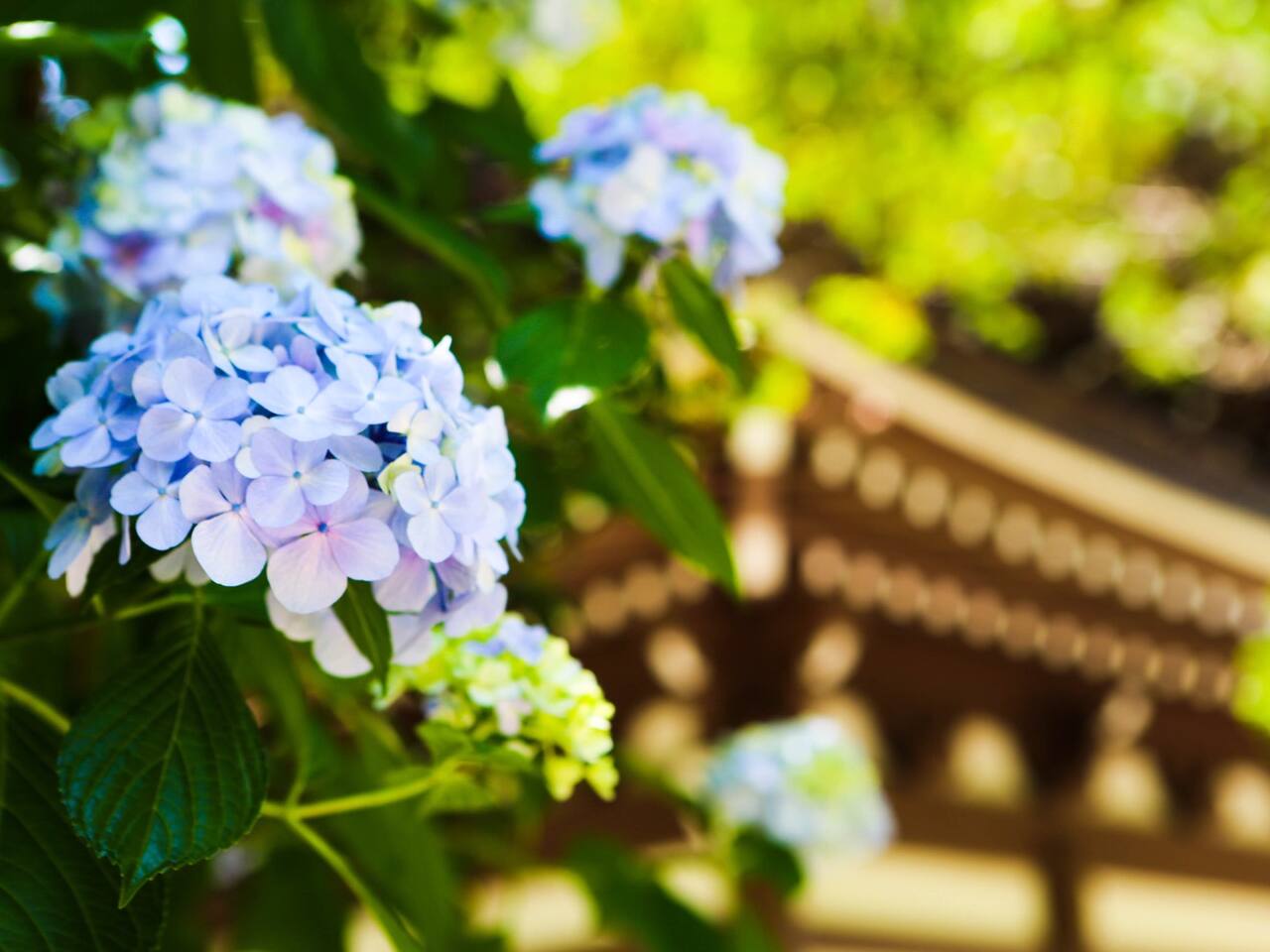东瀛花物语 镰仓归来不看花 镰仓旅游攻略 尽在airbnb爱彼迎