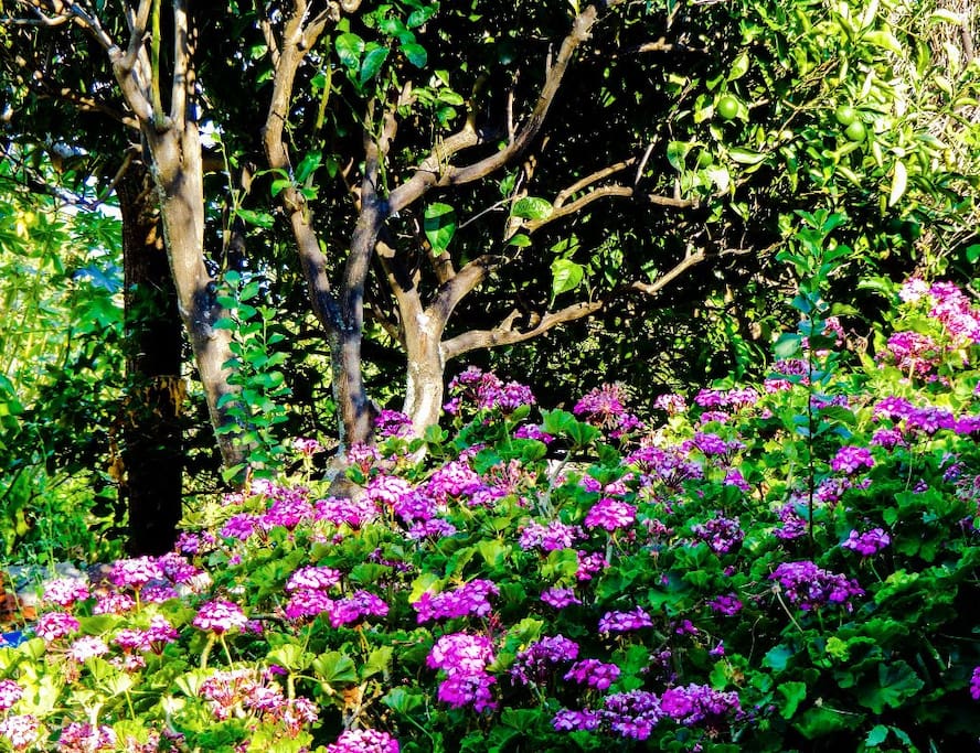 Lush bungalow flower garden