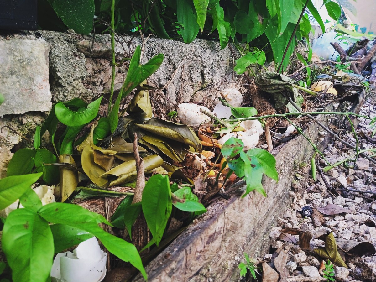 A garden area displays a collection of organic materials, including leaves and plant debris, within a raised wooden structure. The surrounding greenery enhances the natural setting, with various plants intermingling among the composting elements, contributing to a sustainable environment.