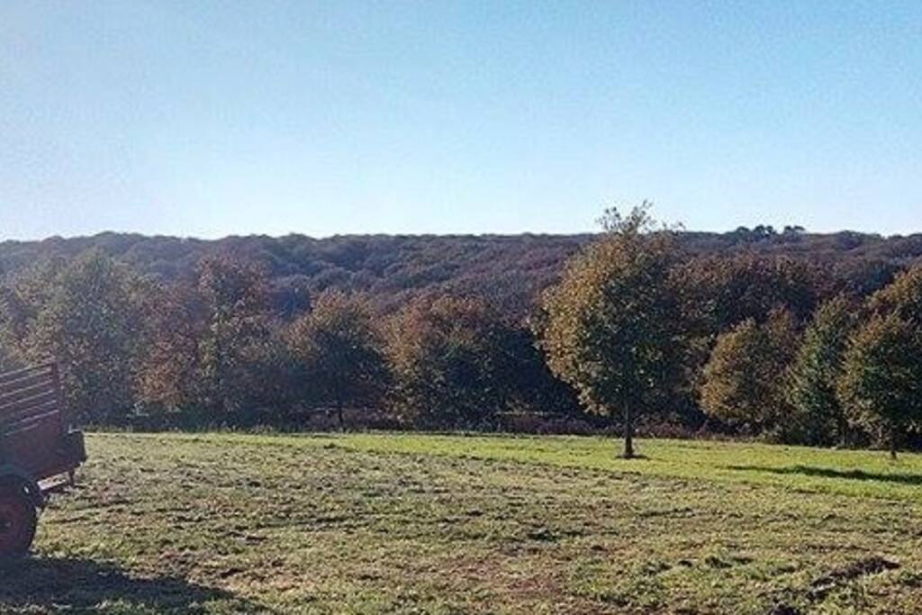 VUE SUR LA FORÊT