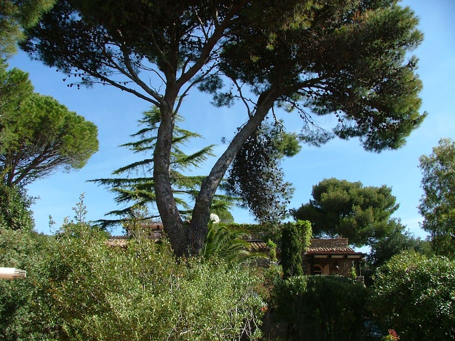 jardin calme et verdoyant