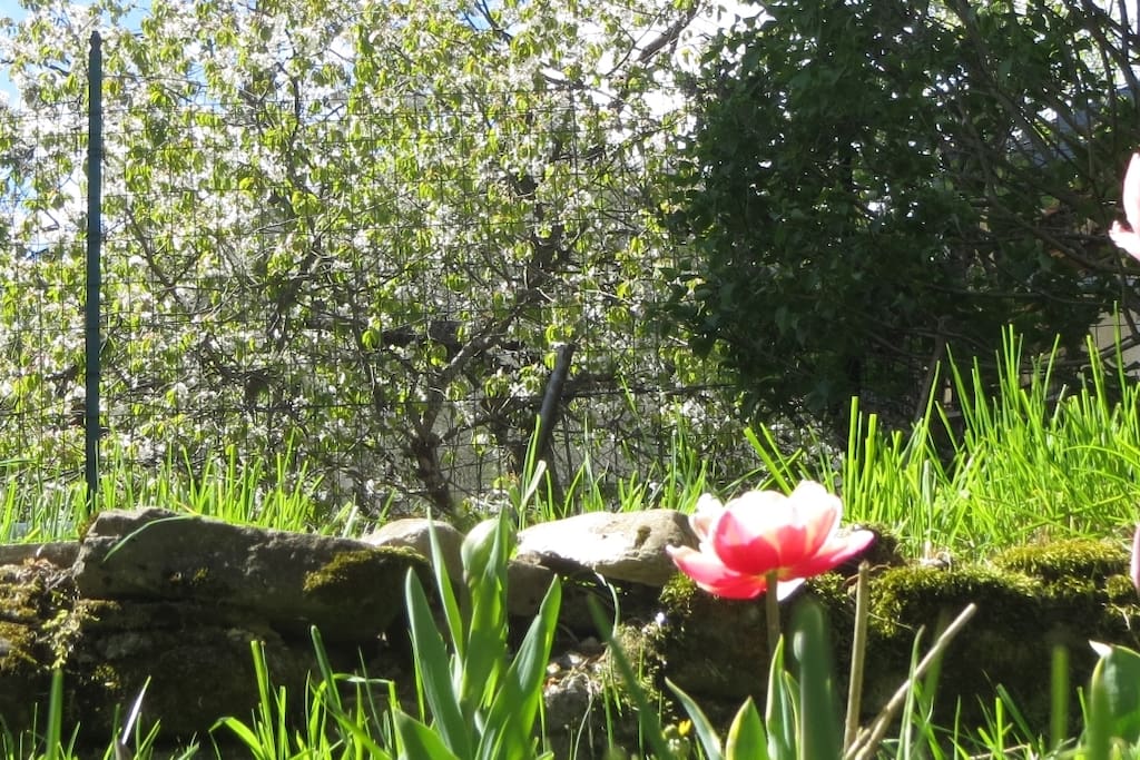 Tulips