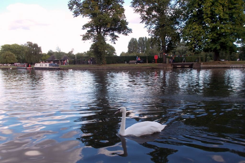 A solitary swan near the RSC