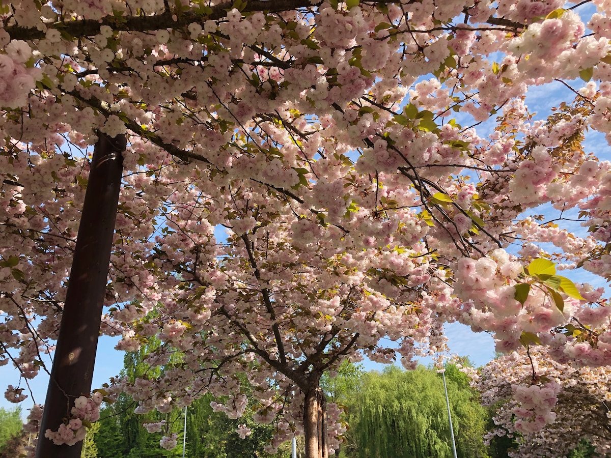 A canopy of cherry blossom trees is visible, adorned with clusters of delicate pink flowers. The branches create a soft, natural ceiling, with a glimpse of blue sky in the background. Lush greenery surrounds the area, enhancing the serene outdoor setting.