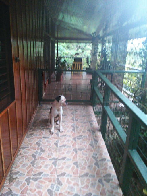 getting in the chalet
Bo my boxer followed me
