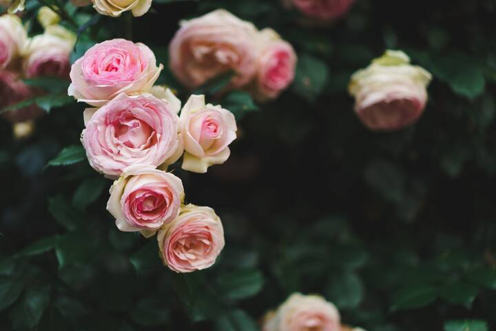 Fairview. Subiaco’s Most Significant Heritage Stay gallery image 3