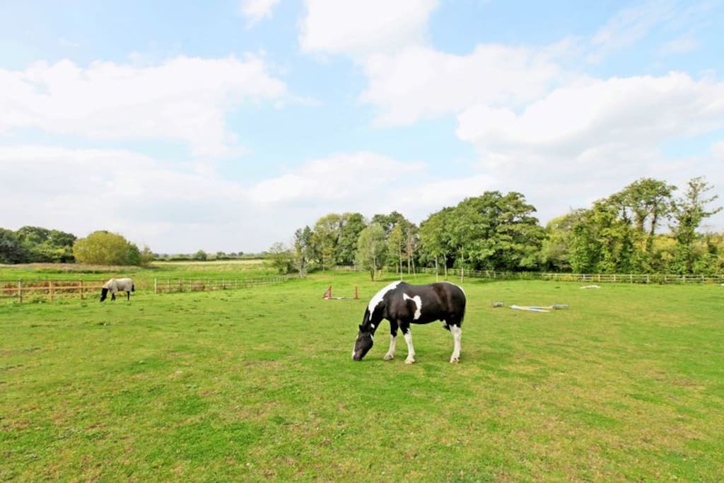 2 Acre Paddock