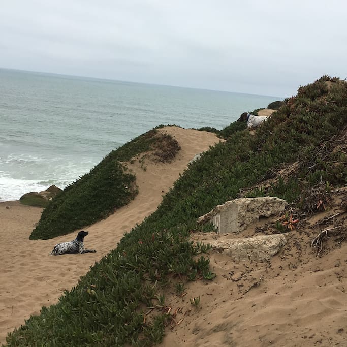 Fort Funston is a 30 minute drive for a wonderful off-leash walk with your dogs