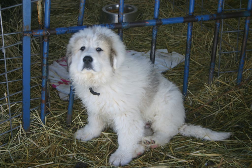 Pyrenees pup