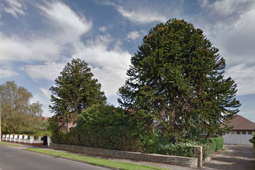 The Monkey Puzzle trees at Meadowside. You can't miss them!