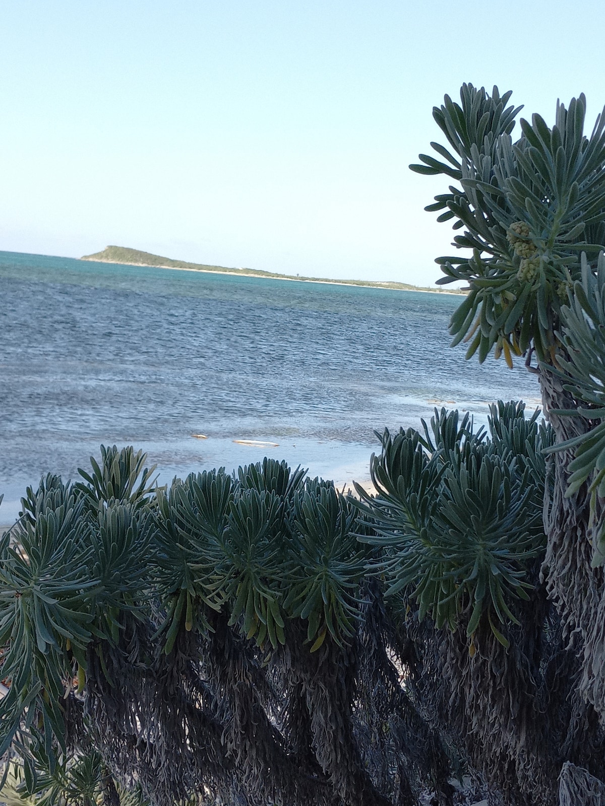 Lush greenery frames a view of the tranquil ocean and distant landmass. The calm water exhibits gentle ripples, and the horizon meets a clear blue sky, creating a serene backdrop of nature. Coastal vegetation is prominently displayed in the foreground.