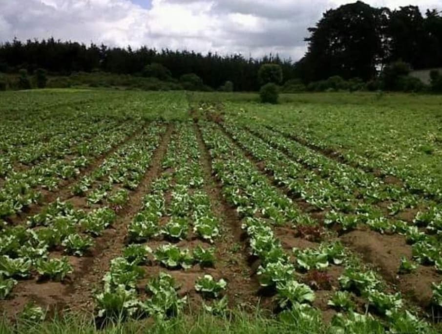 Agricultura